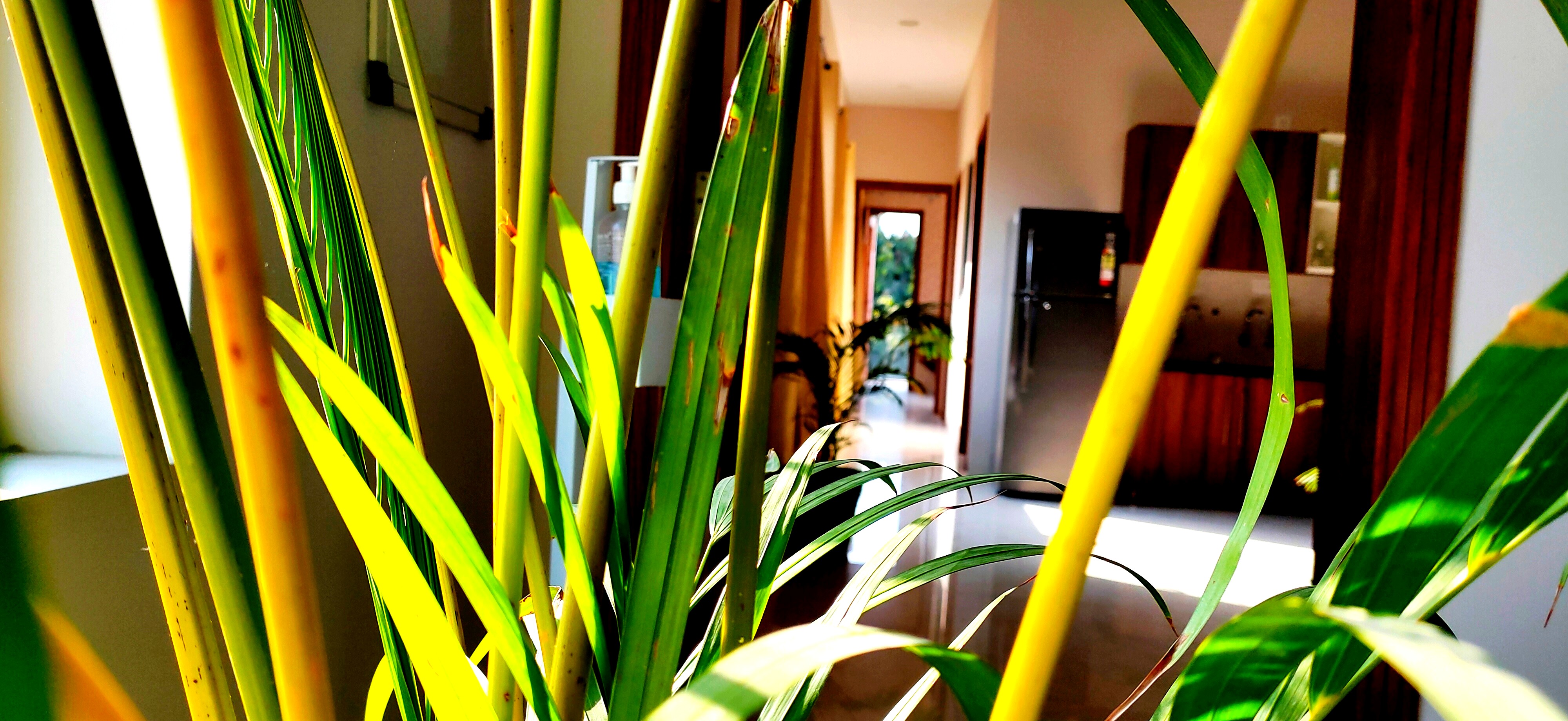 Plant-lined interior hallway on the Sukh Vaas premises